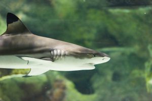 Black tip shark