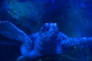 turtle swimming at night