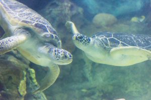 Turtles swimming