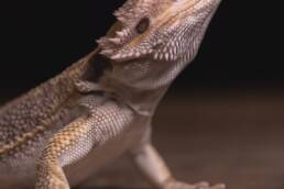 safe plants for bearded dragons